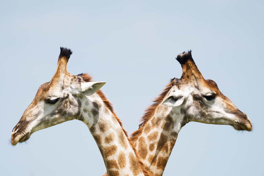 Dual Giraffe [wallpaper] Wallpaper