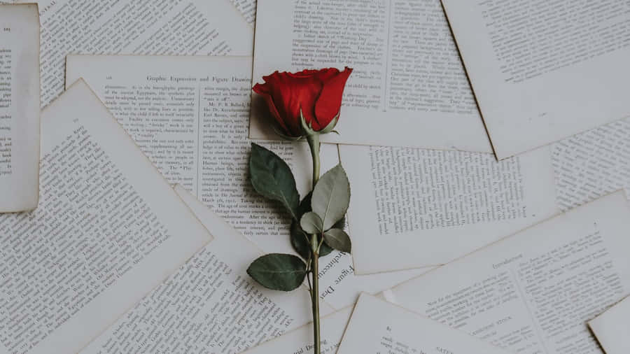 Elegant Rose Laptop Wallpaper