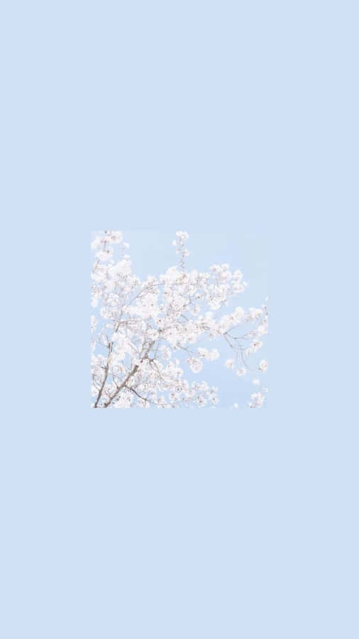 Embodying Simplicity In The Aesthetic One Color Wallpaper Wallpaper