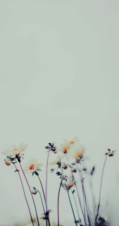 Embrace Nature's Beauty With This Floral Aesthetic Phone Wallpaper. Wallpaper