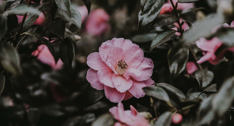 Embrace Sweet Simplicity With This Lovely Rose Laptop Wallpaper