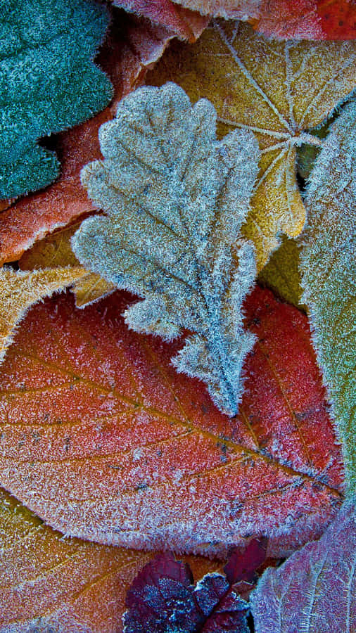 Embracing Autumn Amongst The Red And Yellow Foliage Wallpaper