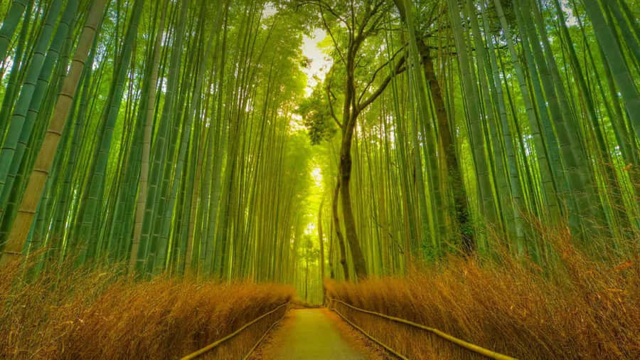 Enchanting_ Bamboo_ Forest_ Path_ H D Wallpaper