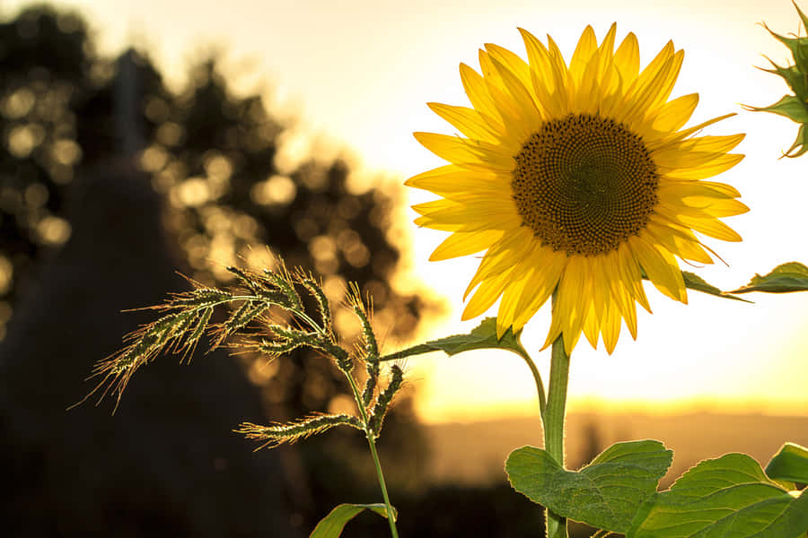 Enjoy A Beautiful Day Under The Sunshine Wallpaper