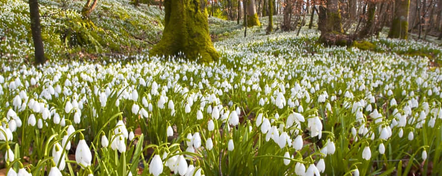 Enjoy Beautiful Spring Views On Two Monitors Wallpaper