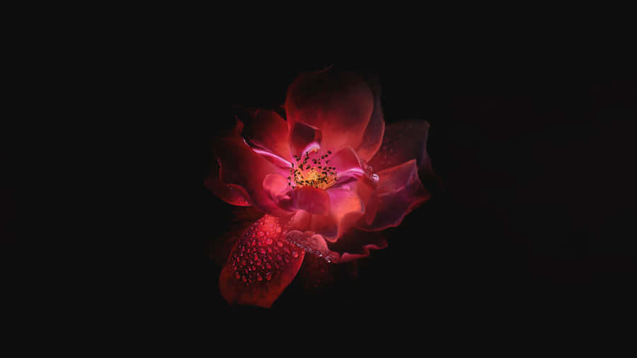 Enjoy Film And Television Like Never Before With Oled 4k Hdr Wallpaper
