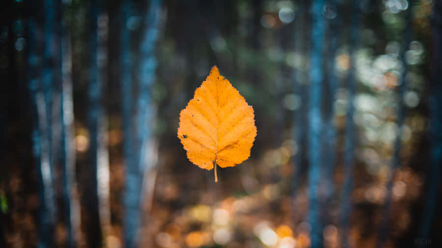 Enjoy The Autumnal Warmth Wallpaper