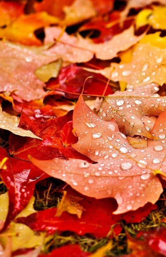 Enjoy The Beautiful Autumn Season With This Gorgeous Fall Leaves Iphone Wallpaper Wallpaper