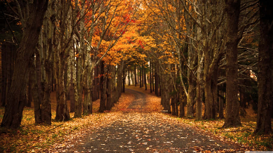 Enjoy The Beautiful Colors Of Autumn Wallpaper