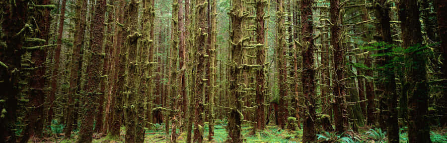 Enjoy The Beautiful Panoramic Landscape Wallpaper