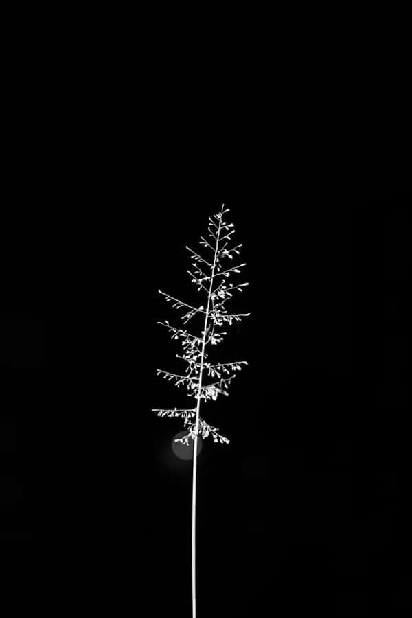 Enjoy The Beauty Of A Minimalist Lifestyle Wallpaper