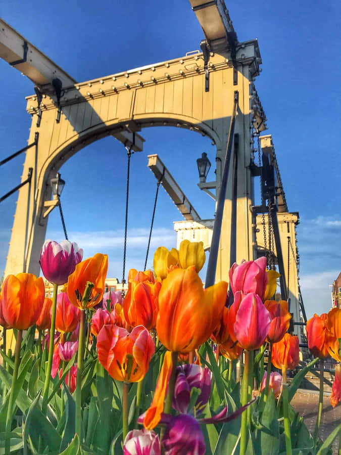 Enjoy The Beauty Of Amsterdam During Spring Wallpaper