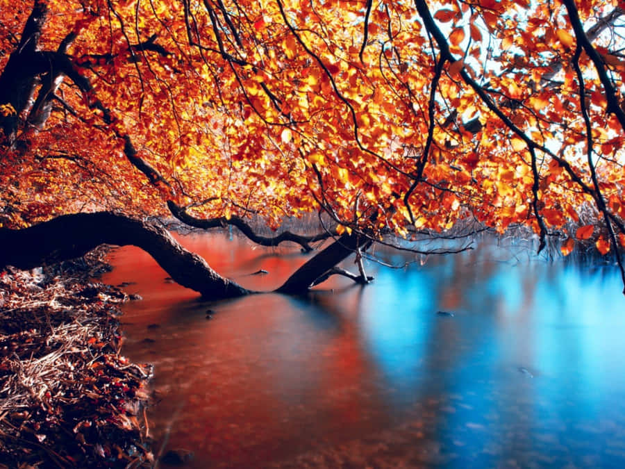 Enjoy The Beauty Of Autumn In High Resolution. Wallpaper