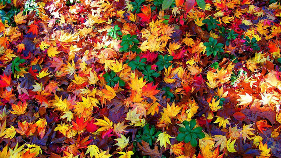 Enjoy The Beauty Of Fall Foliage In Nature Wallpaper
