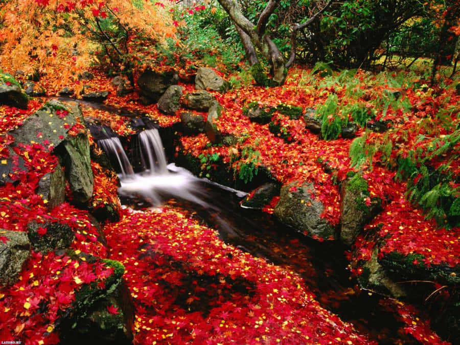 Enjoy The Beauty Of Nature In Autumn Wallpaper