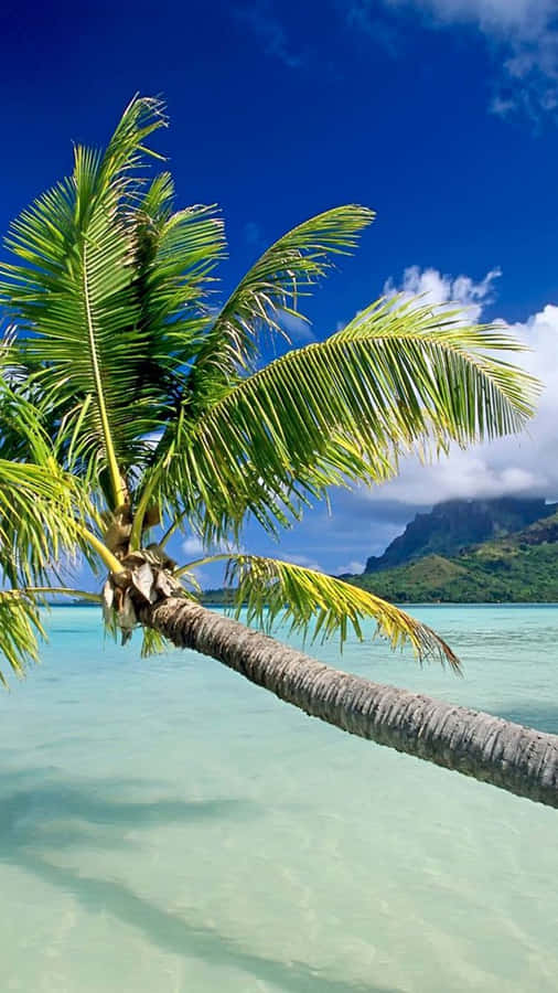 Enjoy The Beauty Of Nature With A Tropical Iphone Wallpaper