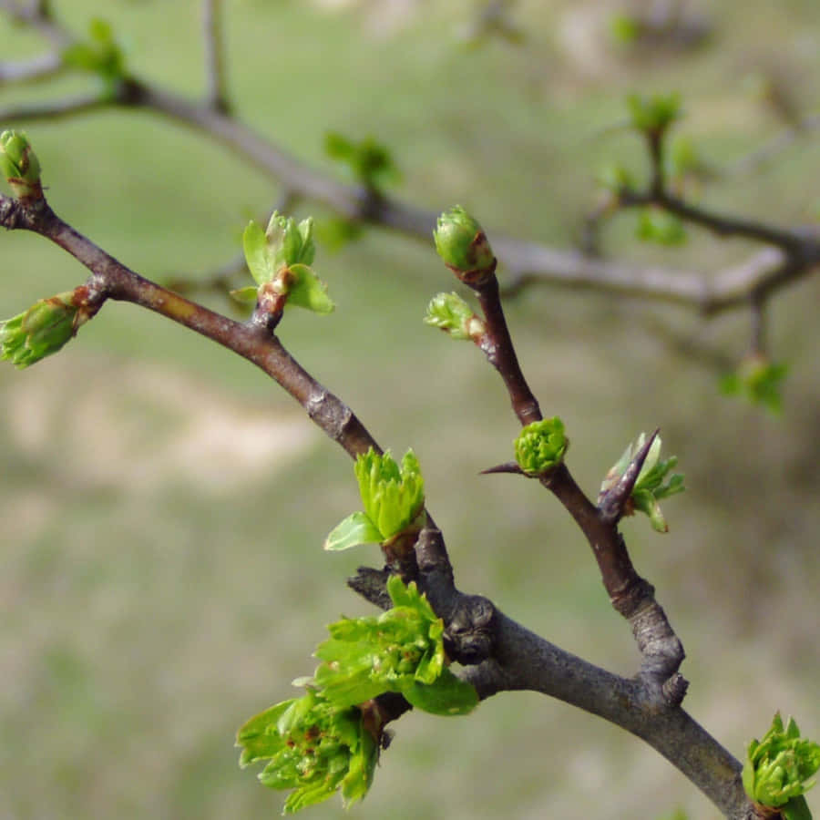 Enjoy The Beauty Of Nature With These Stunning Spring-themed Ipad Wallpapers Wallpaper