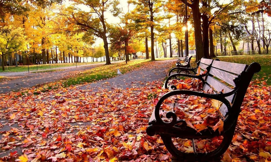 Enjoy The Beauty Of The Season Wallpaper