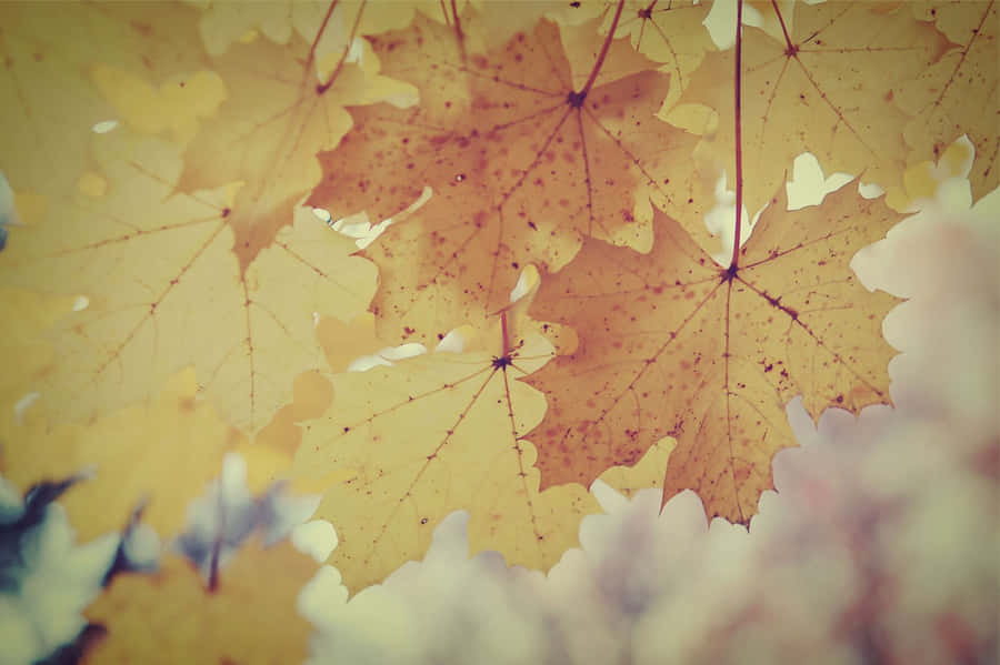 Enjoy The Beauty Of Vintage Fall Wallpaper