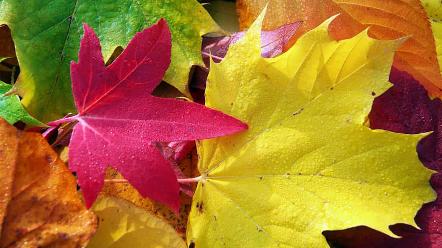Enjoy The Bright Autumn Foliage And Natural Beauty This Season Wallpaper