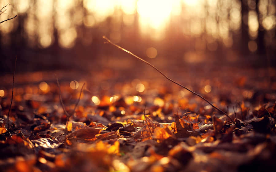 Enjoy The Charming Charm Of Vintage Fall Wallpaper