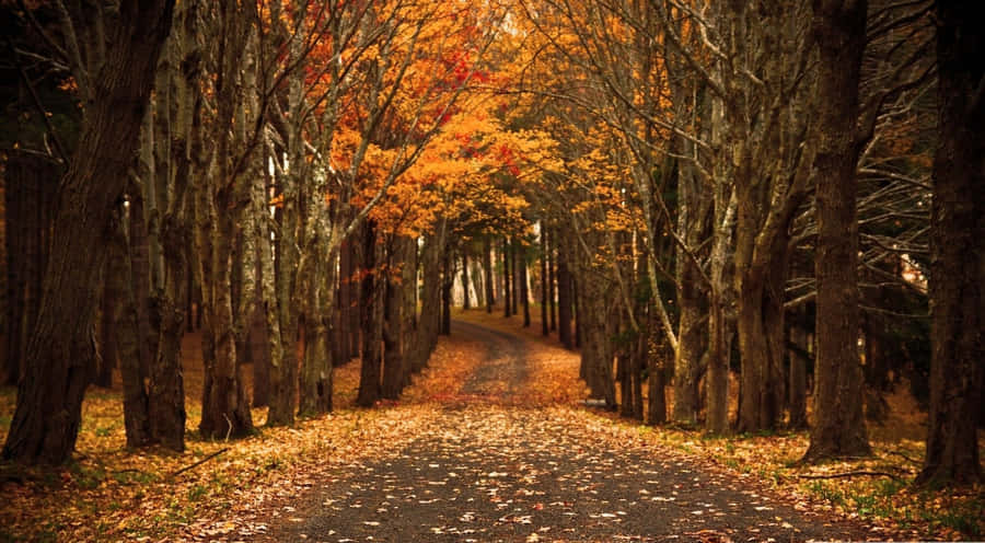Enjoy The Magical Autumn Season Wallpaper