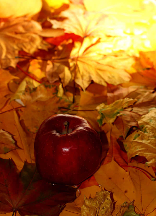 Enjoy The Moments Of Autumn With Your Iphone Wallpaper