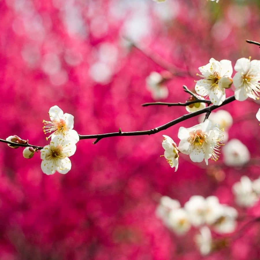 Enjoy The Outdoors With Your Spring Ipad Wallpaper