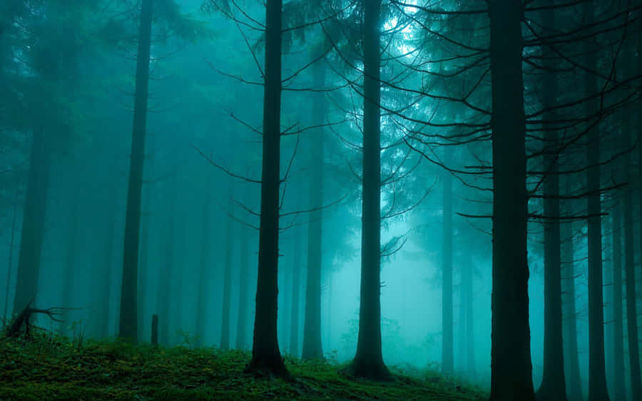 Enjoy The Tranquility And Beauty Of A Dark Green Forest Wallpaper