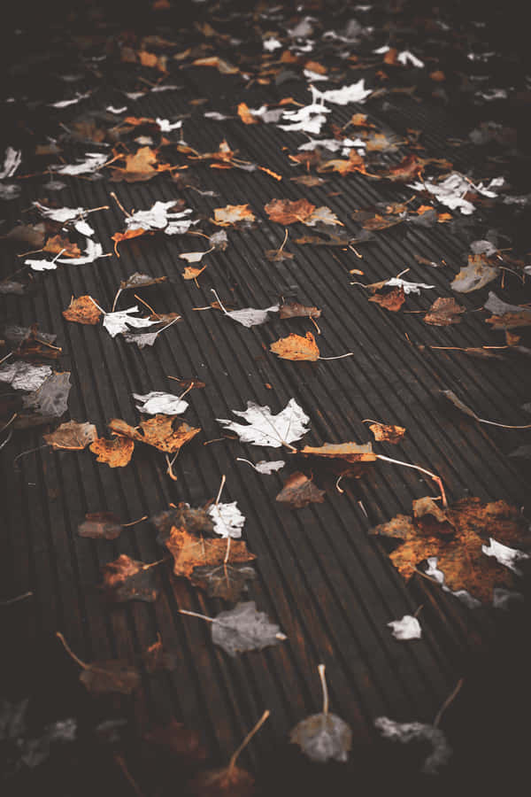 Enjoying A Peaceful Autumn Morning Wallpaper