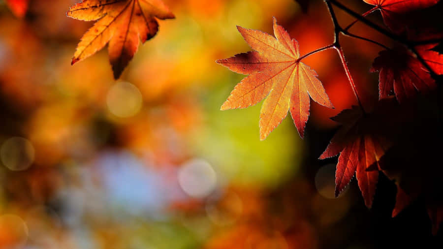 Enjoying A Peaceful Fall Morning Wallpaper