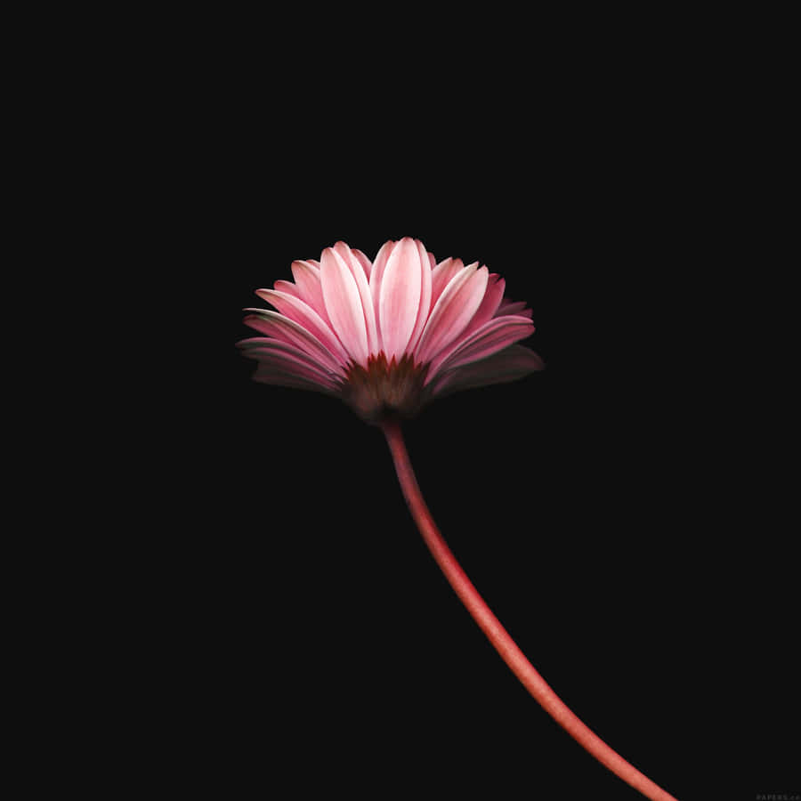 Enjoying Some Relaxation With Nature -- Simple Minimalist Design Wallpaper