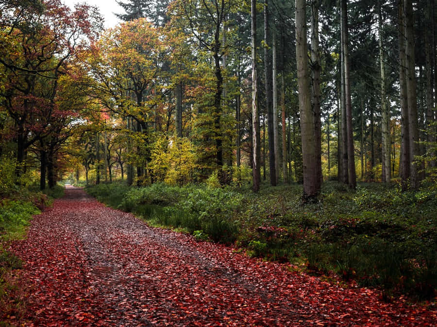 Enjoying The Autumn Color Wallpaper