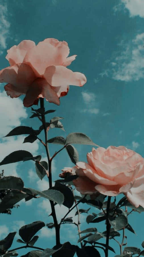 Enticing Red Roses Against A Colorful Background Wallpaper