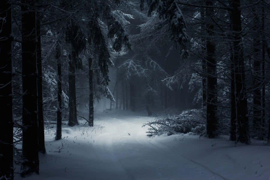 Escape To The Beautiful Winter Forest