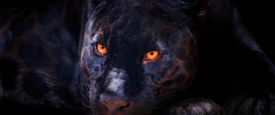Experience The Majestic Presence Of The Cool Black Panther Animal Wallpaper