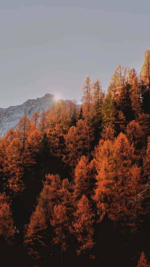 Fall Tumblr Trees On Mountain Wallpaper