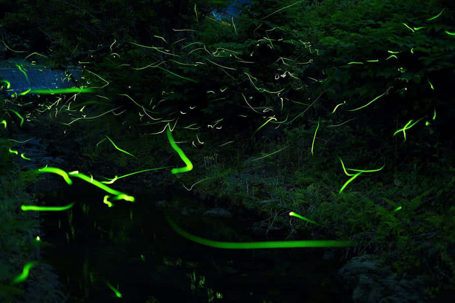 Firefly Hd On Grass Wallpaper