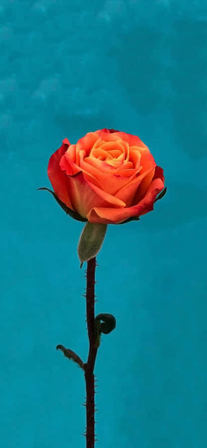 Floral Orange And Teal Wallpaper