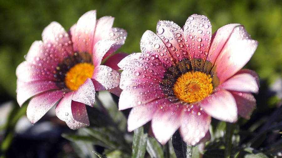 Flower Hd White And Pink Petals Wallpaper