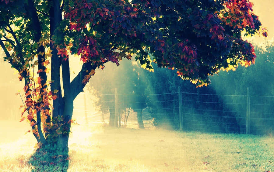 Foggy Morning Tumblr Laptop Wallpaper