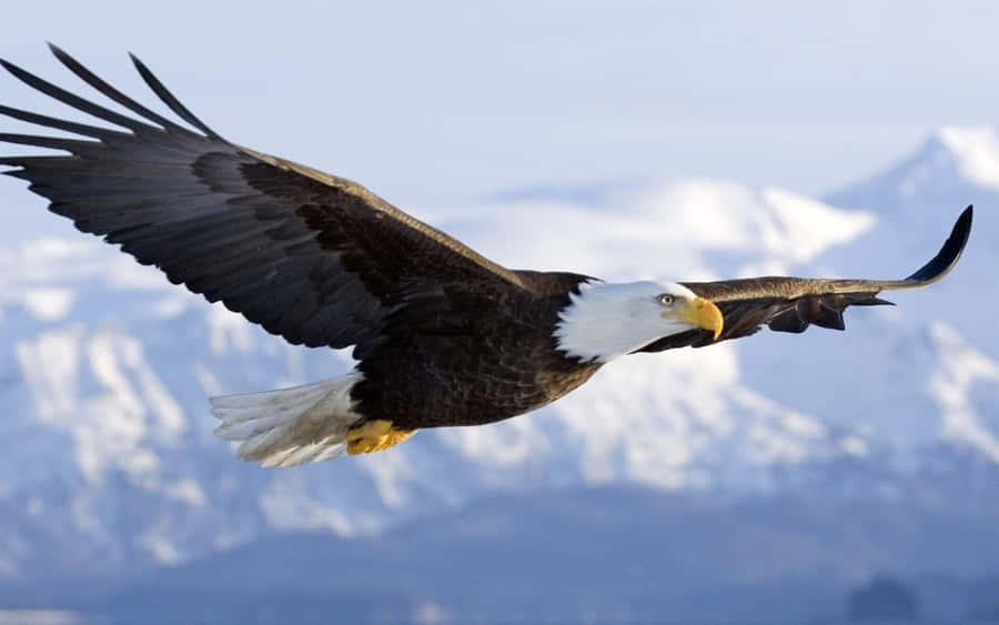 Follow Your Path With American Eagle Wallpaper