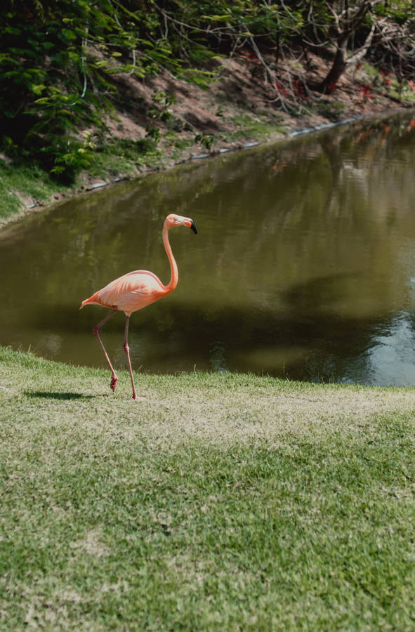 Forever Alone Pink Flamingo Wallpaper