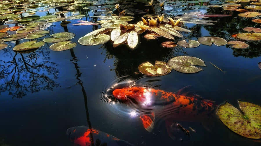 Fortune Koi In The Pond Wallpaper