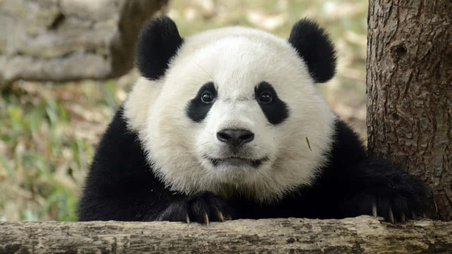 Funny Face Of A Panda Laptop Wallpaper