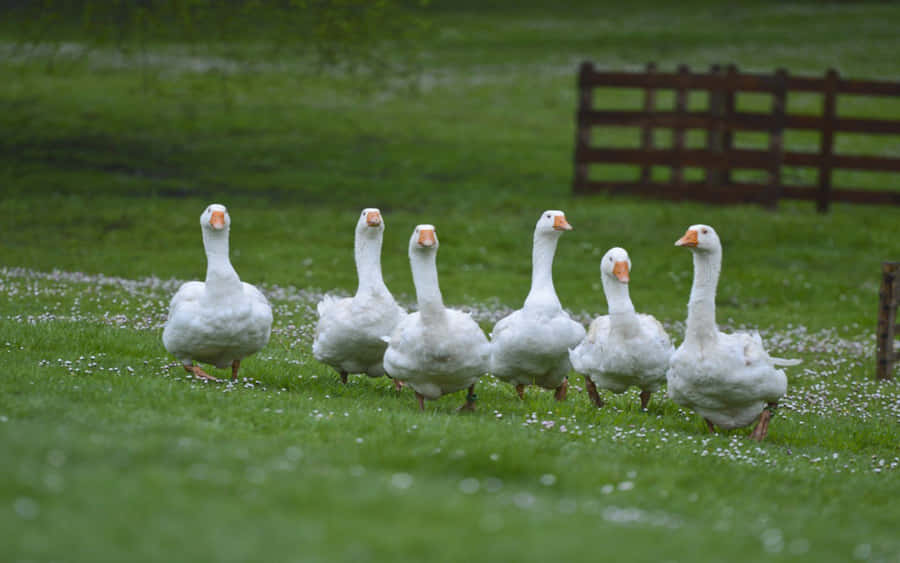 Funny Goose Walking Grass Wallpaper