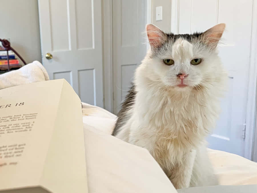 Funny Pfp For Tiktok Of Cat Wallpaper