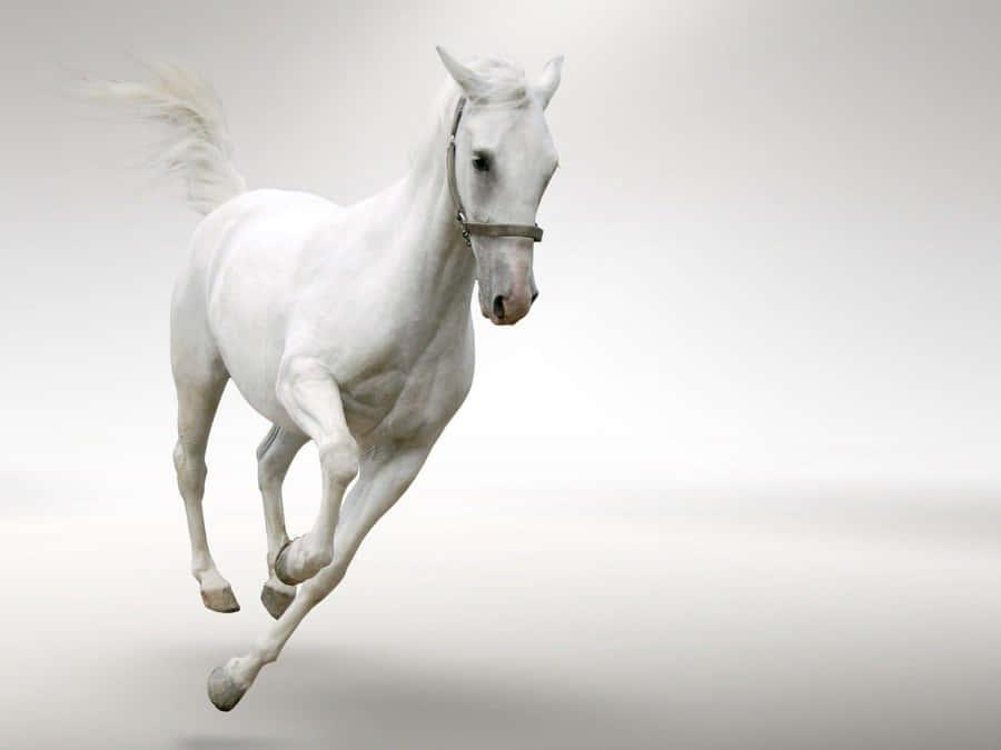 Galloping White Horse Wallpaper