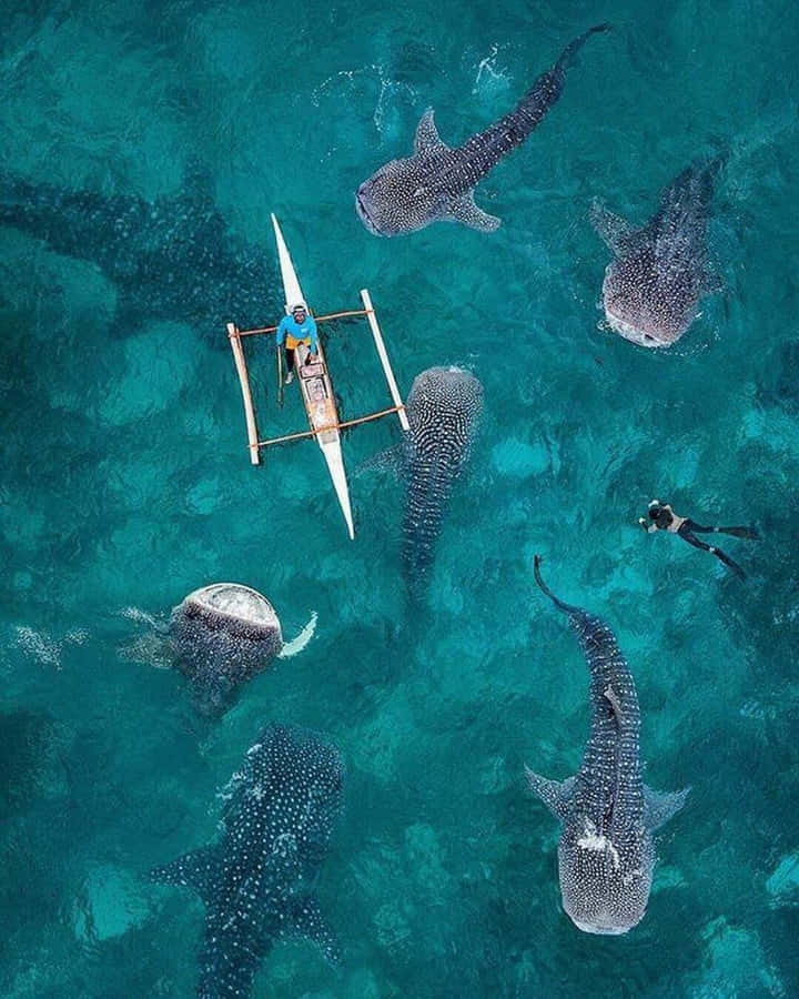 Get Ready To Own The Ocean With The Shark Iphone Wallpaper