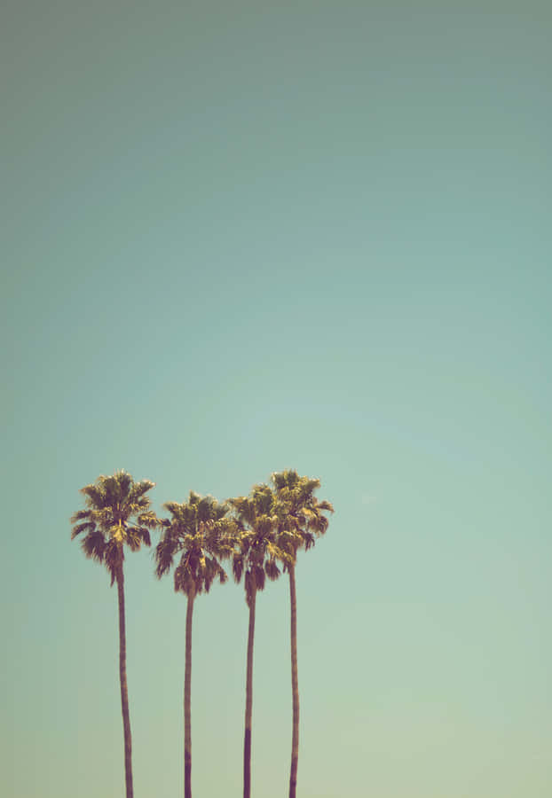 Getaway To Paradise With A View Of This Cute Palm Tree! Wallpaper